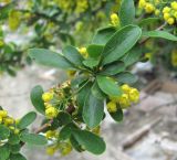 Berberis iberica