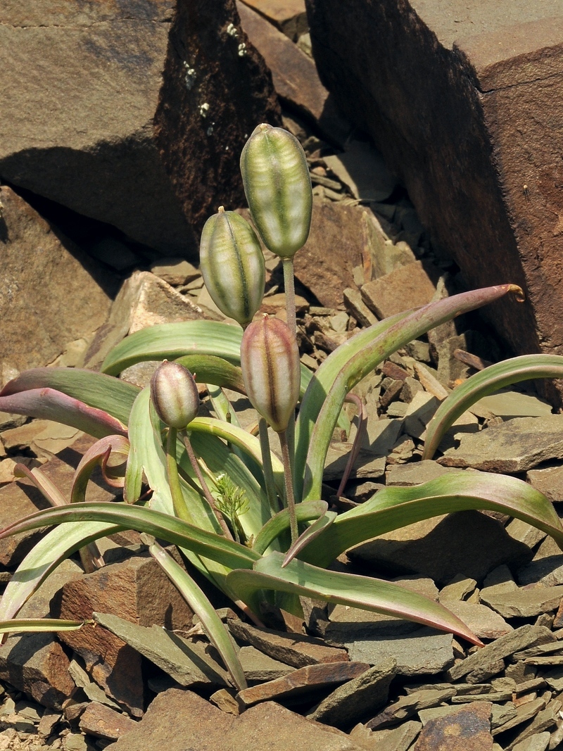 Image of Tulipa orthopoda specimen.