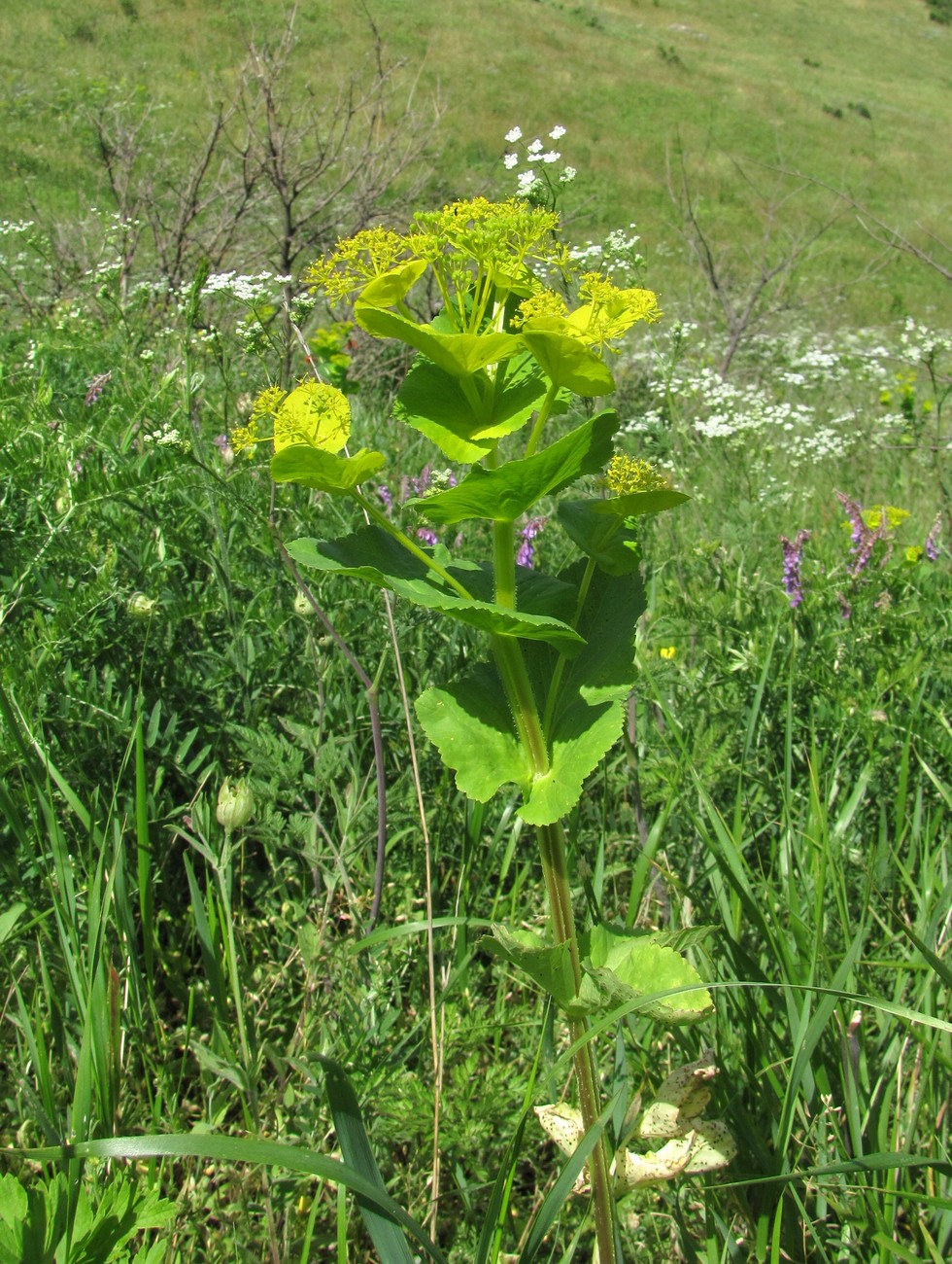 Изображение особи Smyrnium perfoliatum.