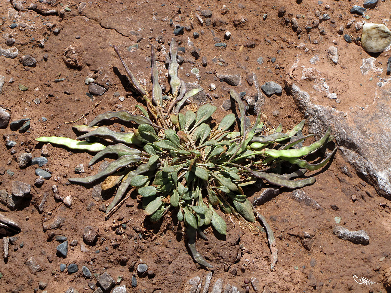 Изображение особи Leiospora pamirica.