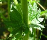 Agrimonia eupatoria ssp. grandis