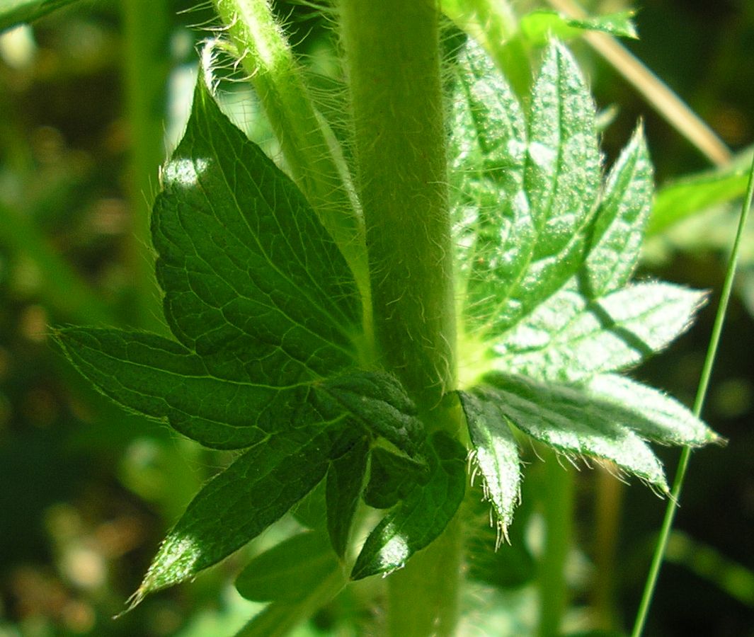 Image of Agrimonia eupatoria ssp. grandis specimen.