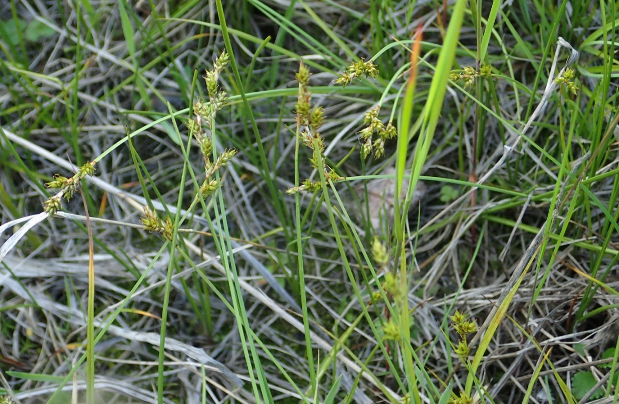 Image of Carex brunnescens specimen.
