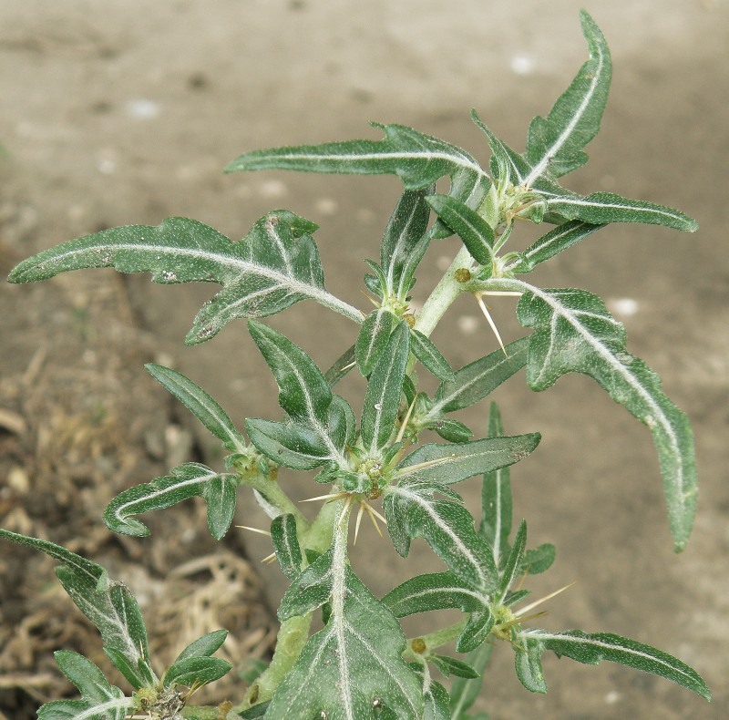 Image of Xanthium spinosum specimen.