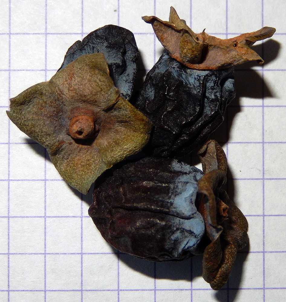 Image of Diospyros lotus specimen.