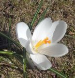 Crocus vernus. Цветок и листья. Тверская обл., г. Тверь, городской сад, газон, в культуре. 15.04.2019.