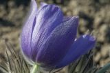 Pulsatilla patens. Цветок. Костромская обл., Судиславский р-н, дер. Антипино, в культуре (происхождение - Костромская обл.). 26.04.2019.