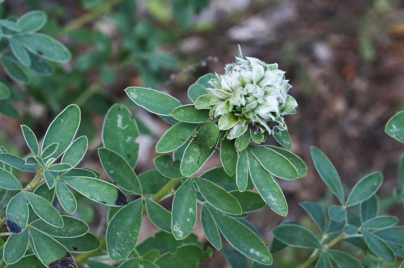 Изображение особи Chamaecytisus ruthenicus.