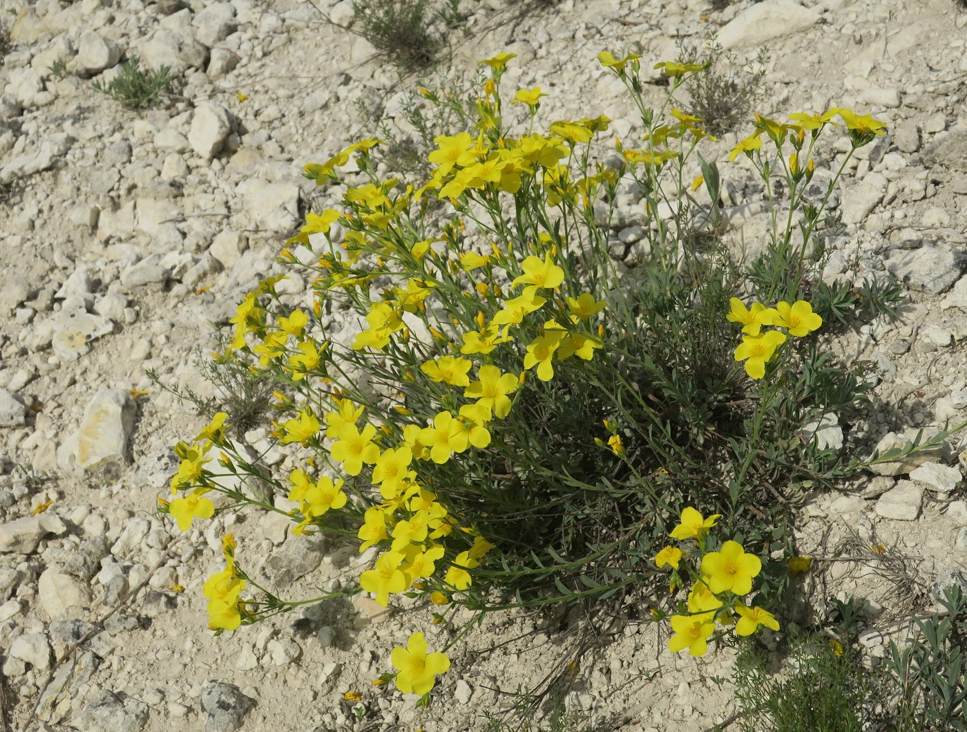 Image of Linum czernjajevii specimen.