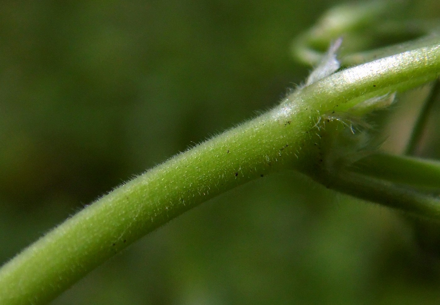 Image of Geranium pusillum specimen.