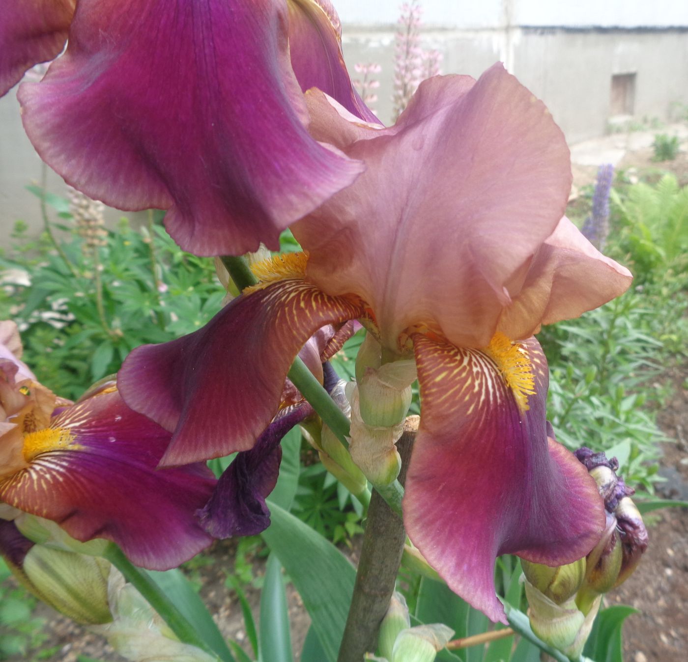 Изображение особи Iris × hybrida.