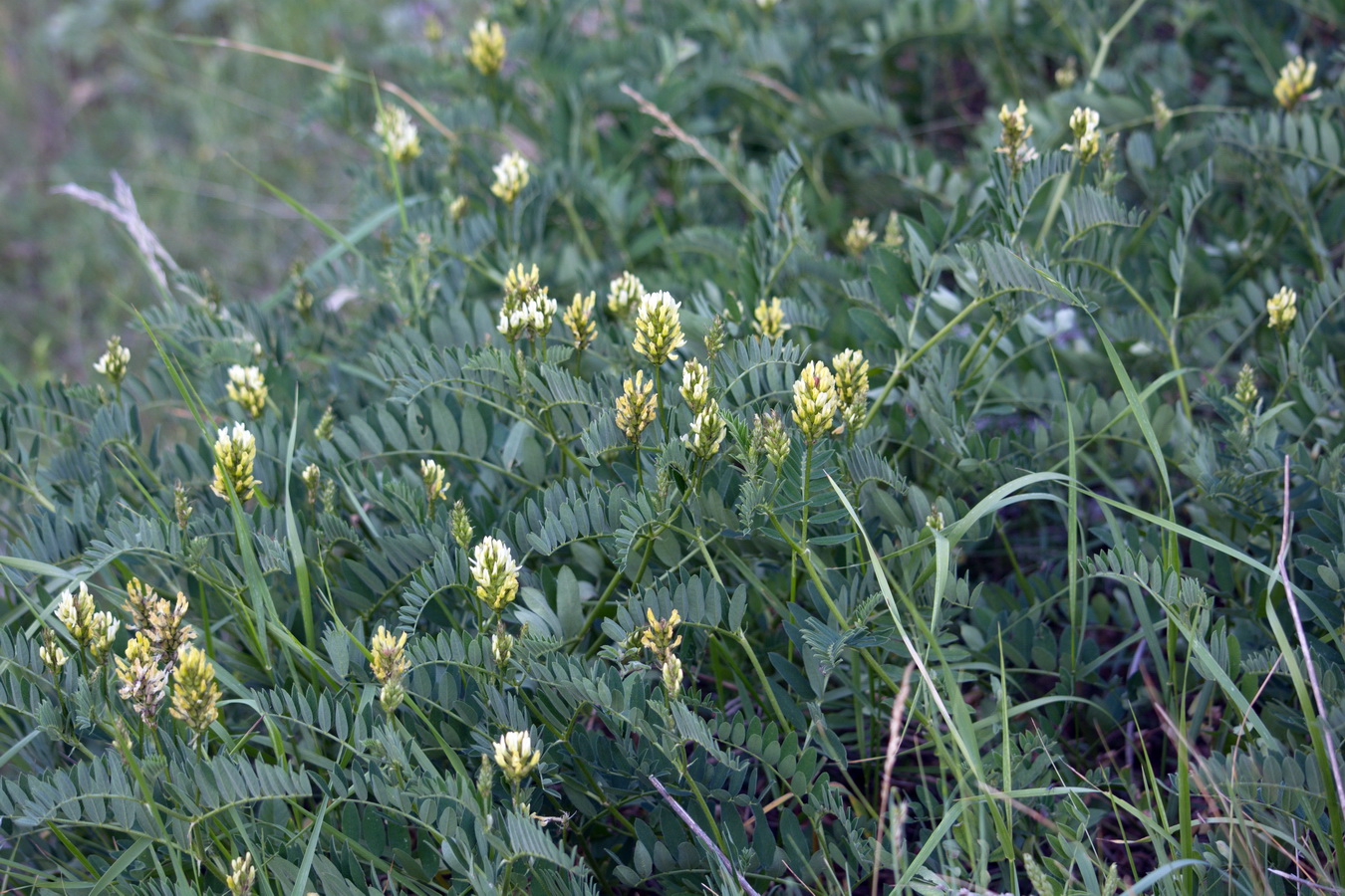 Изображение особи Astragalus cicer.