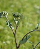 Arctium tomentosum. Верхняя часть бутонизирующего растения. Санкт-Петербург, Фрунзенский р-н, окр. ст. м. «Купчино», луговина близ ж. д. полотна. 23.06.2019.