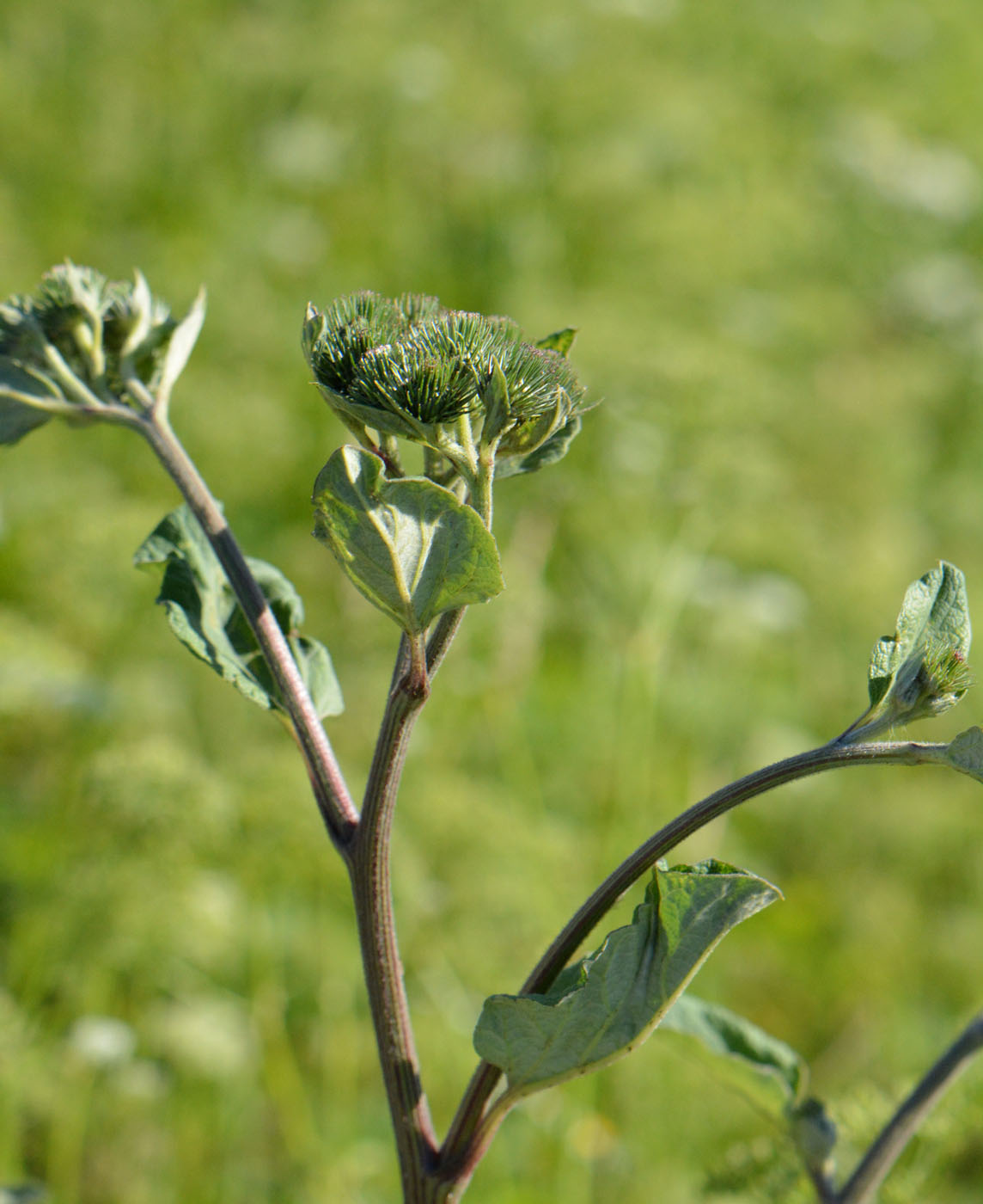 Image of Arctium tomentosum specimen.