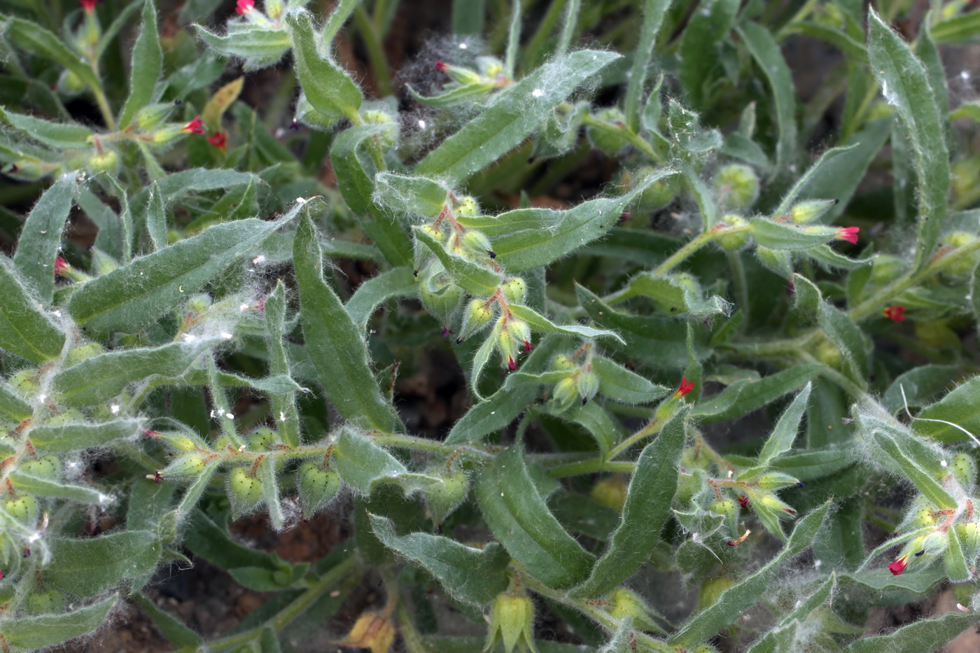 Image of Nonea caspica specimen.