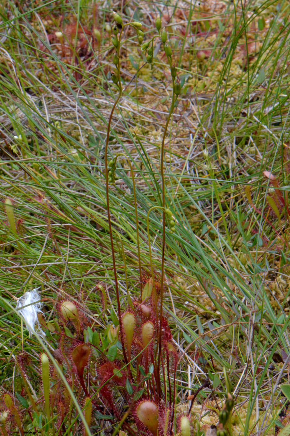 Изображение особи Drosera &times; obovata.