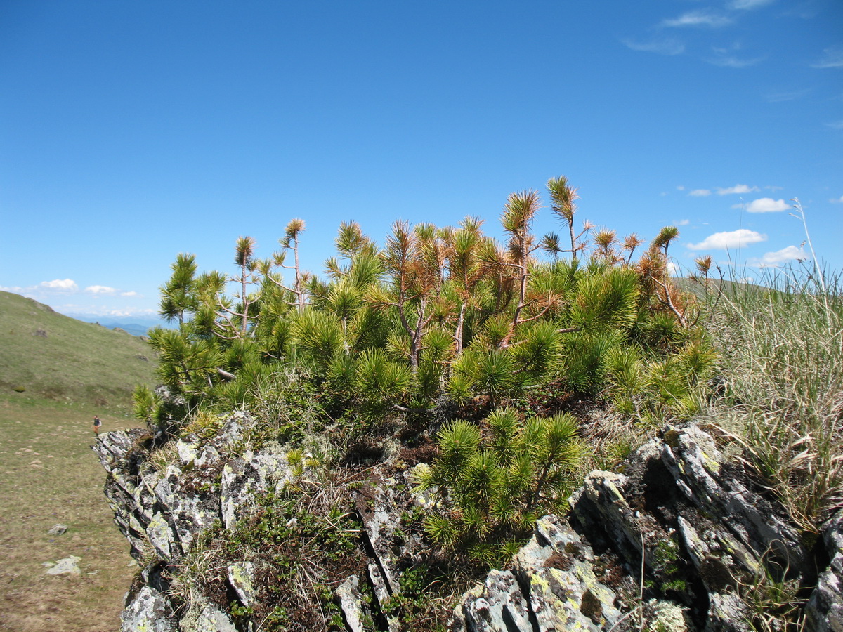 Изображение особи Pinus sibirica.