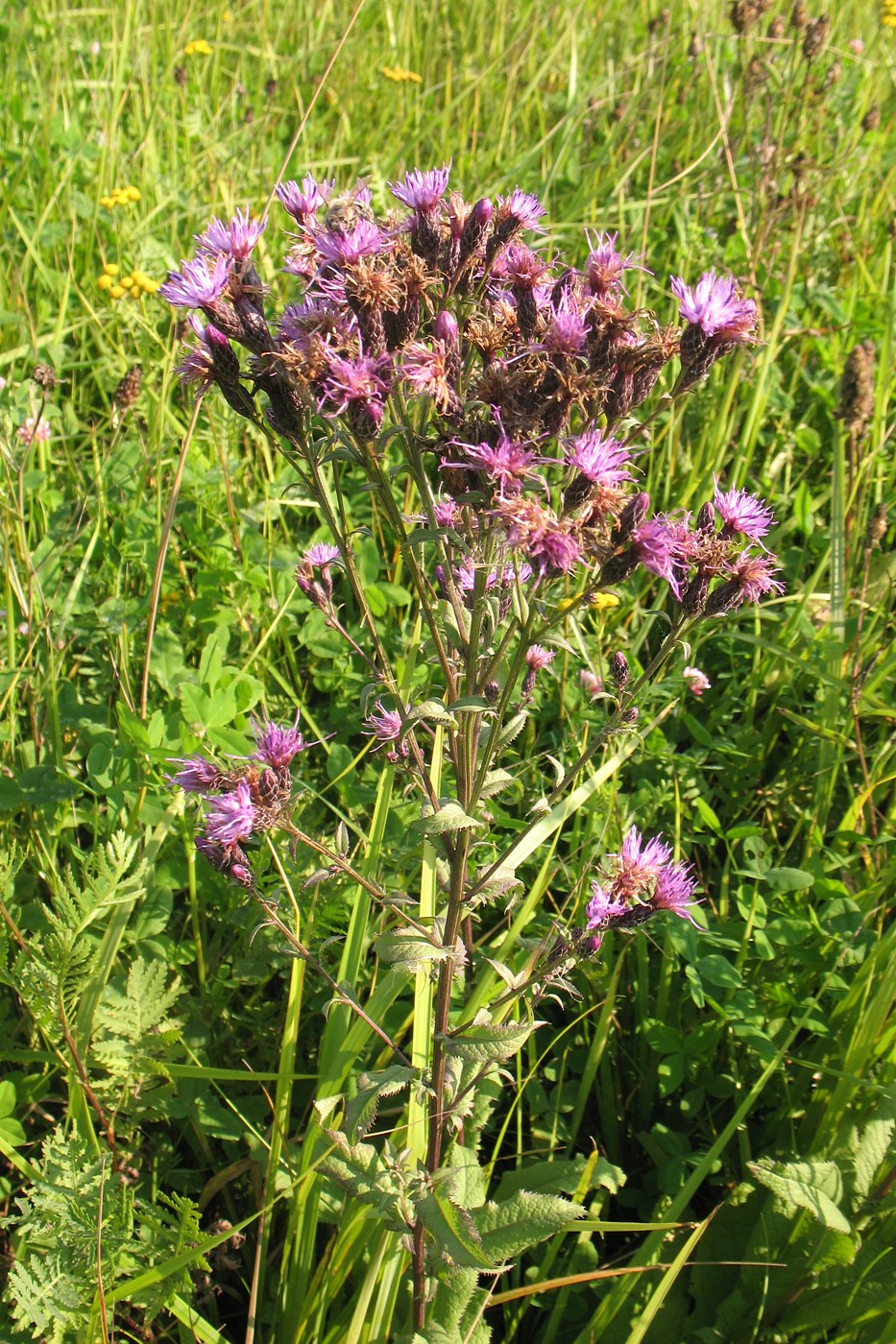 Image of Serratula tinctoria specimen.