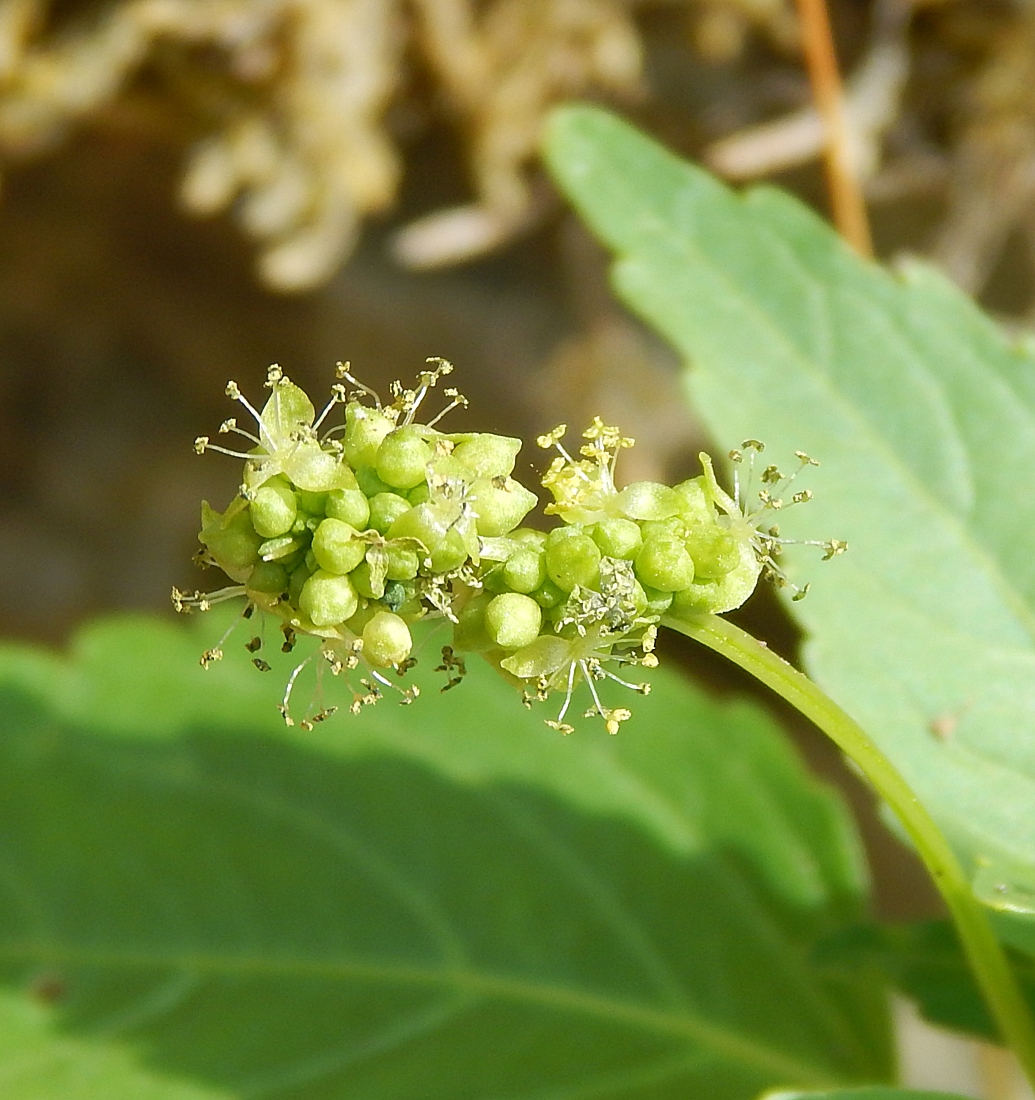 Изображение особи Mercurialis annua.