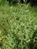 Lactuca serriola