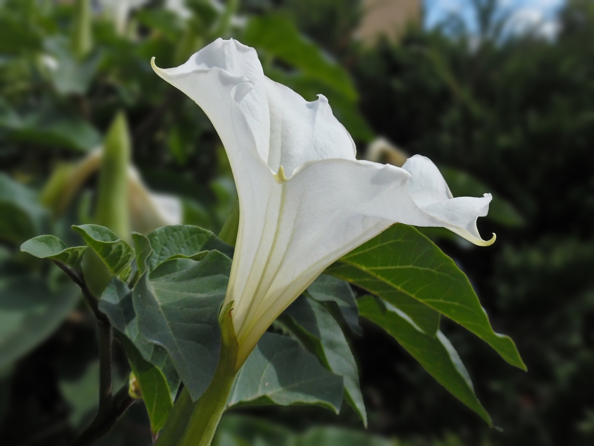 Изображение особи Datura innoxia.