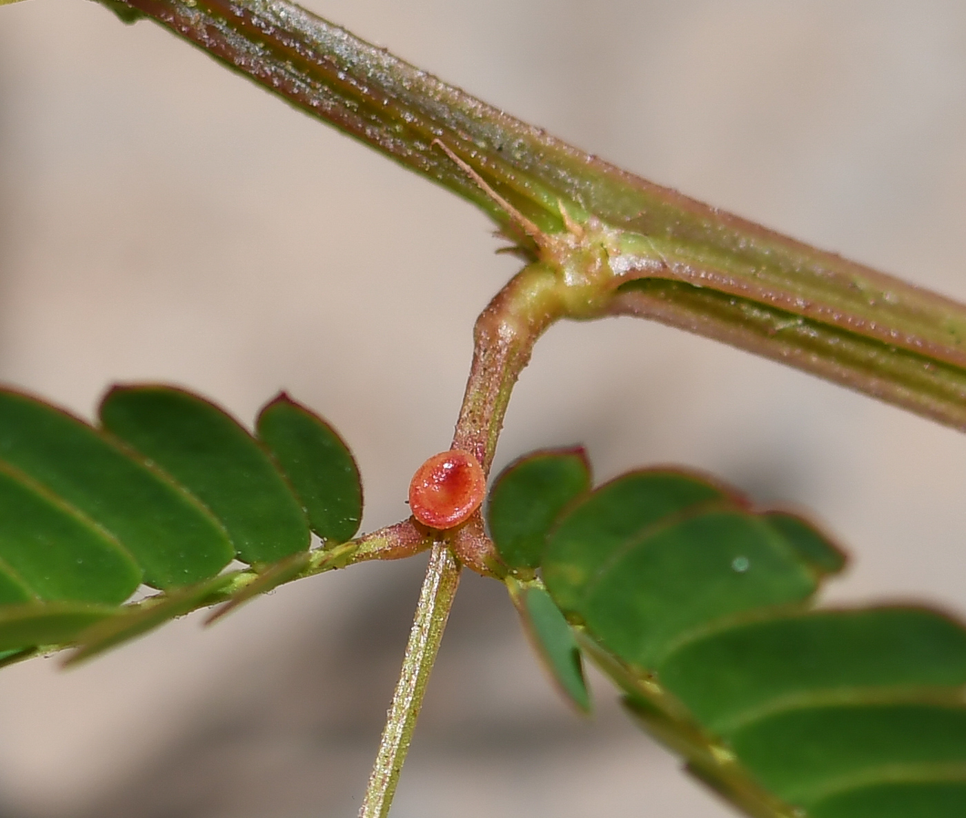 Изображение особи Desmanthus pernambucanus.