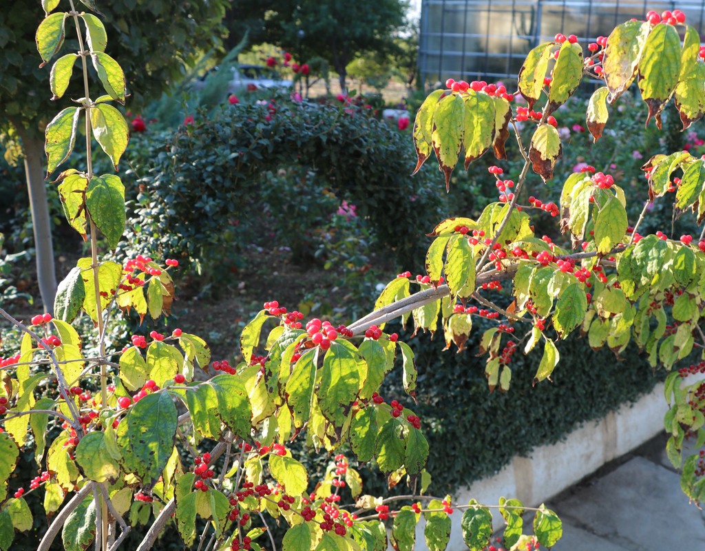 Image of Lonicera maackii specimen.