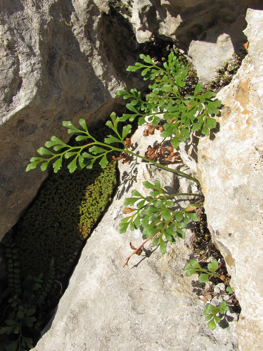 Изображение особи Asplenium ruta-muraria.