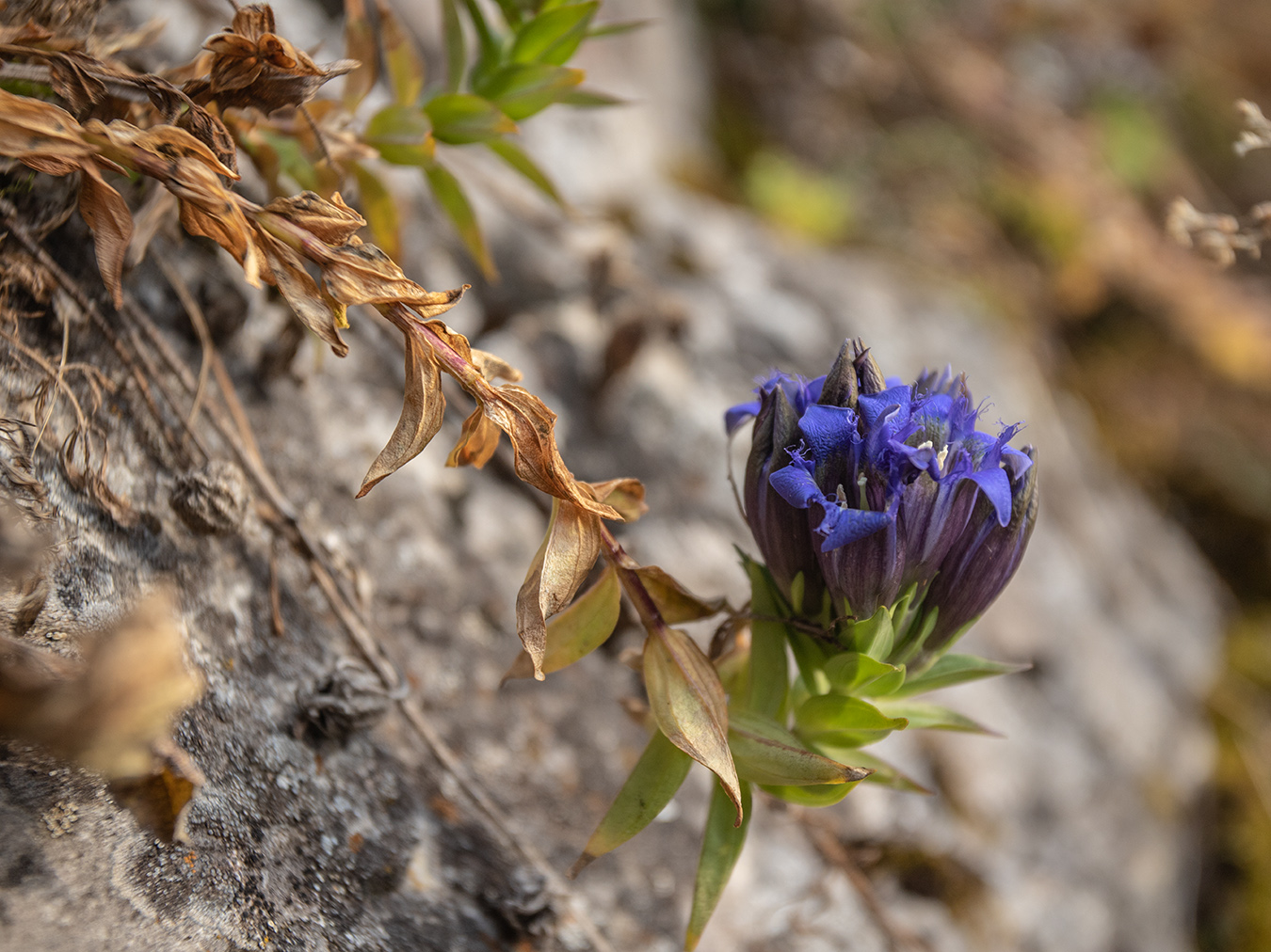 Image of Gentiana septemfida specimen.