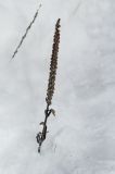 Veronica spicata подвид bashkiriensis. Сухое плодоносящее растение. Башкортостан, Белорецкий р-н, Узянский сельсовет, окр. с. Узян, хр. Суртанды, гребень. 2 ноября 2019 г.