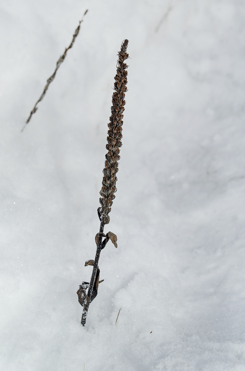 Image of Veronica spicata ssp. bashkiriensis specimen.