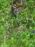 Zigadenus sibiricus