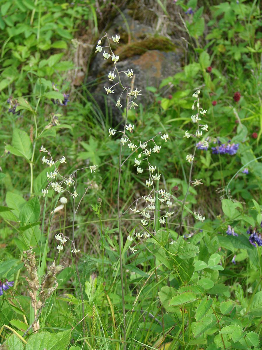 Изображение особи Zigadenus sibiricus.