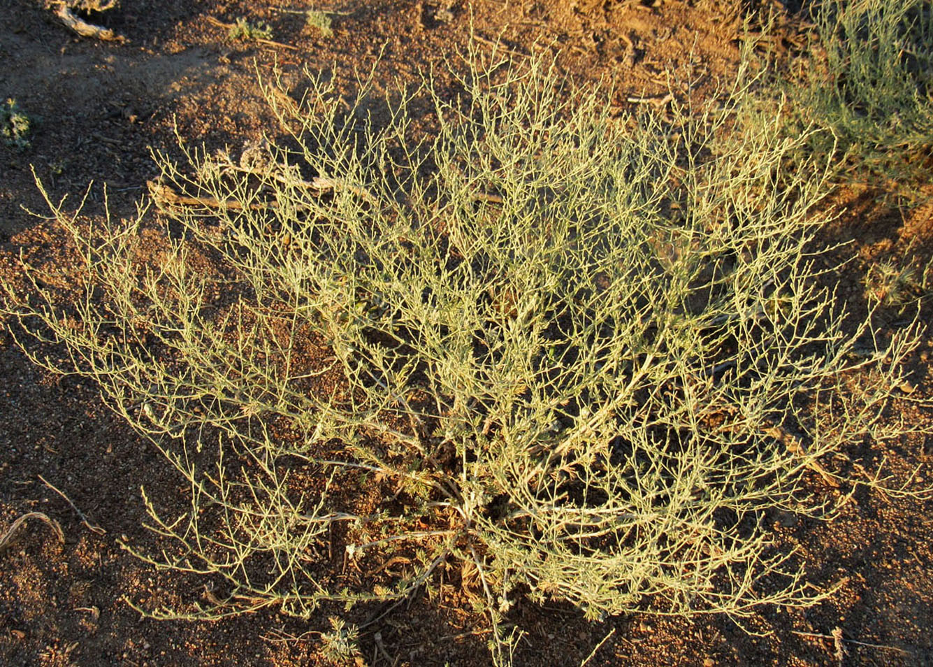 Image of genus Artemisia specimen.