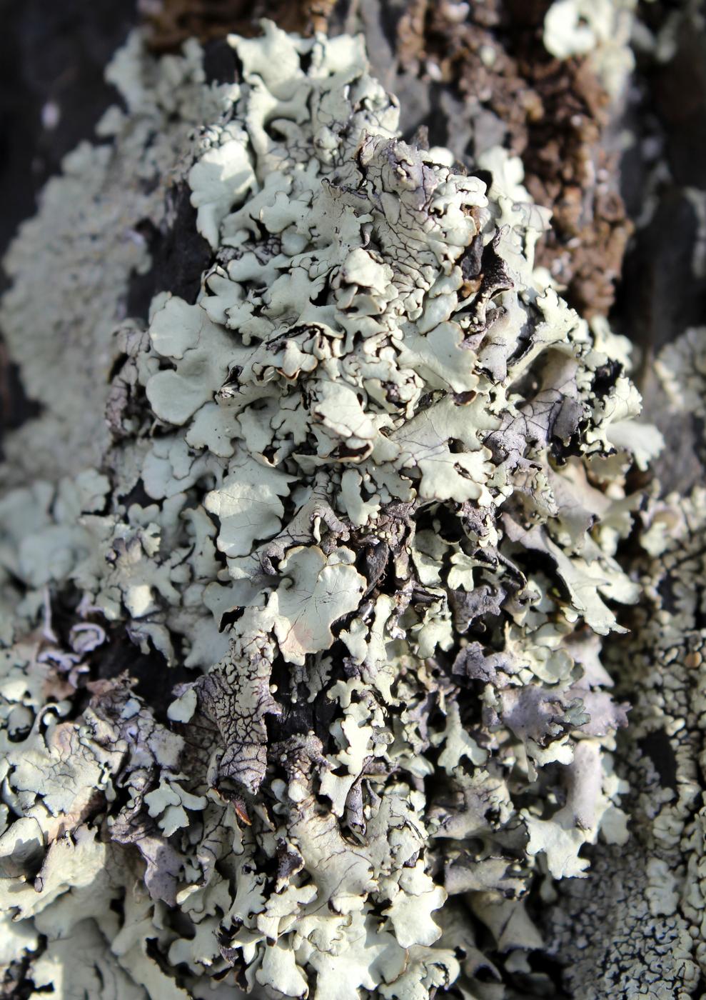 Image of familia Parmeliaceae specimen.
