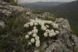 Iberis saxatilis. Цветущее растение. Крым, Бахчисарайский р-н, склон горы Сююрю-Кая. Май 2010 г.