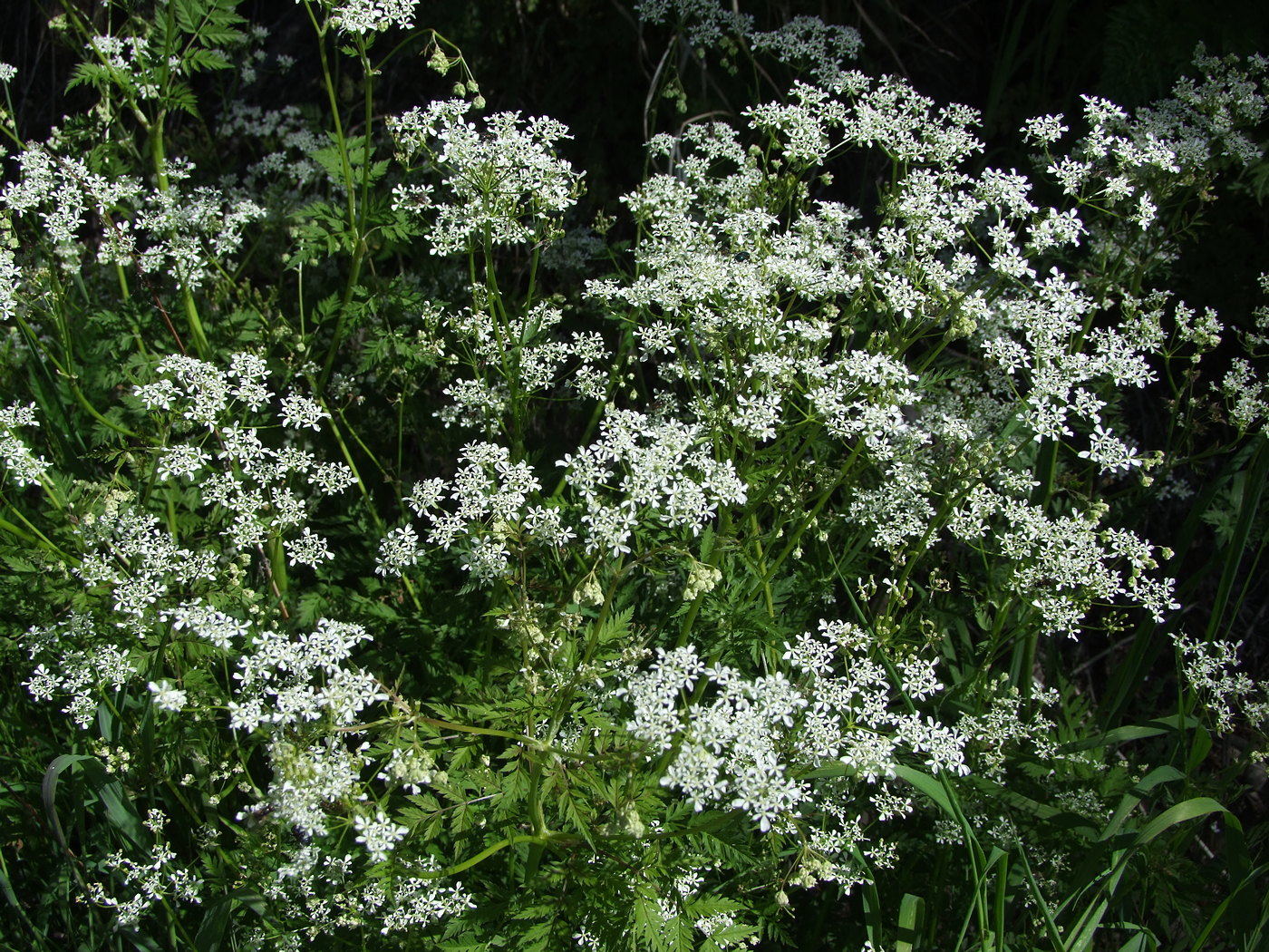 Image of Anthriscus sylvestris specimen.