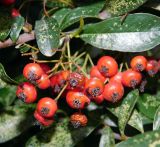 Pyracantha coccinea