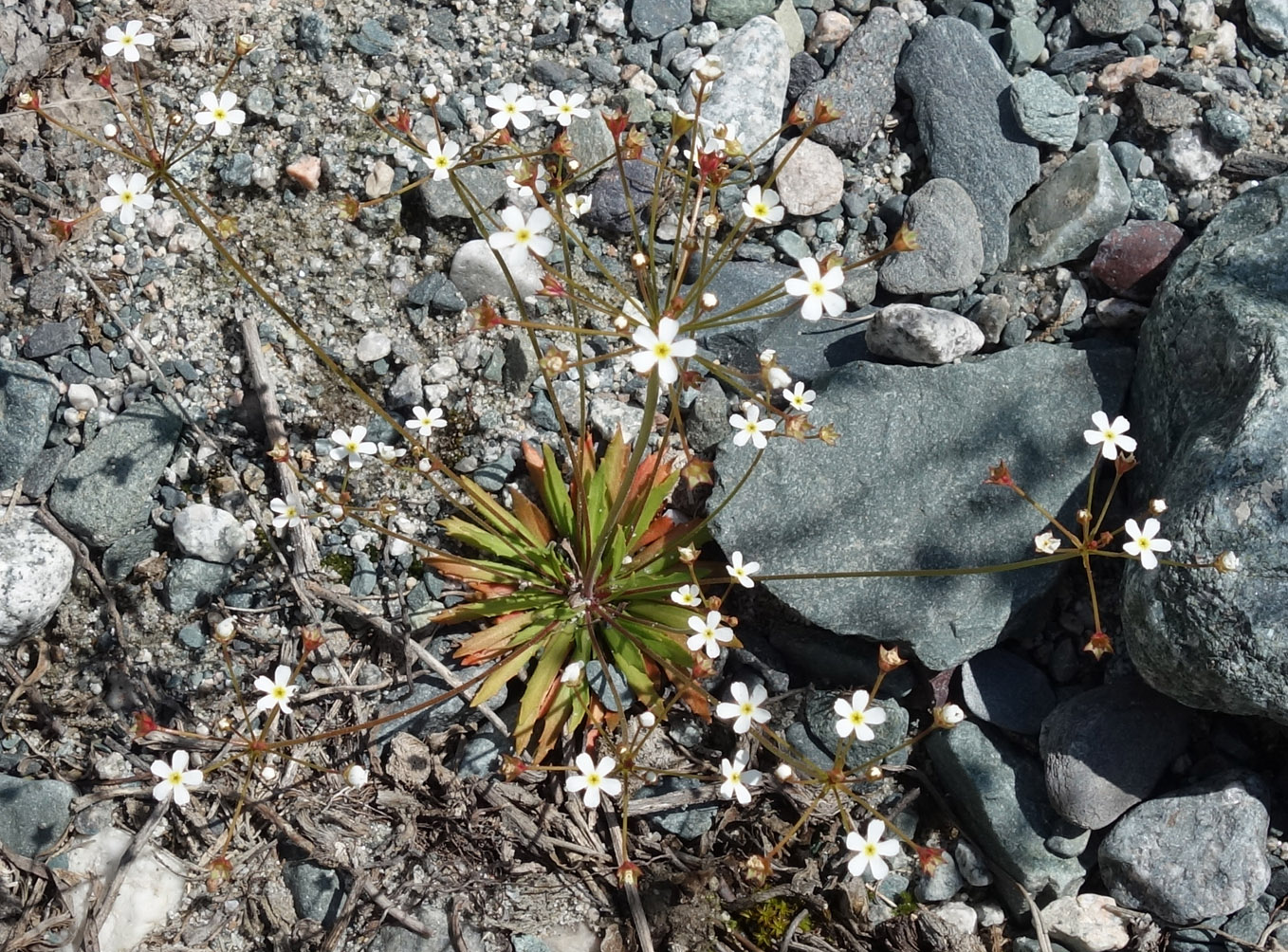 Image of Androsace lactiflora specimen.