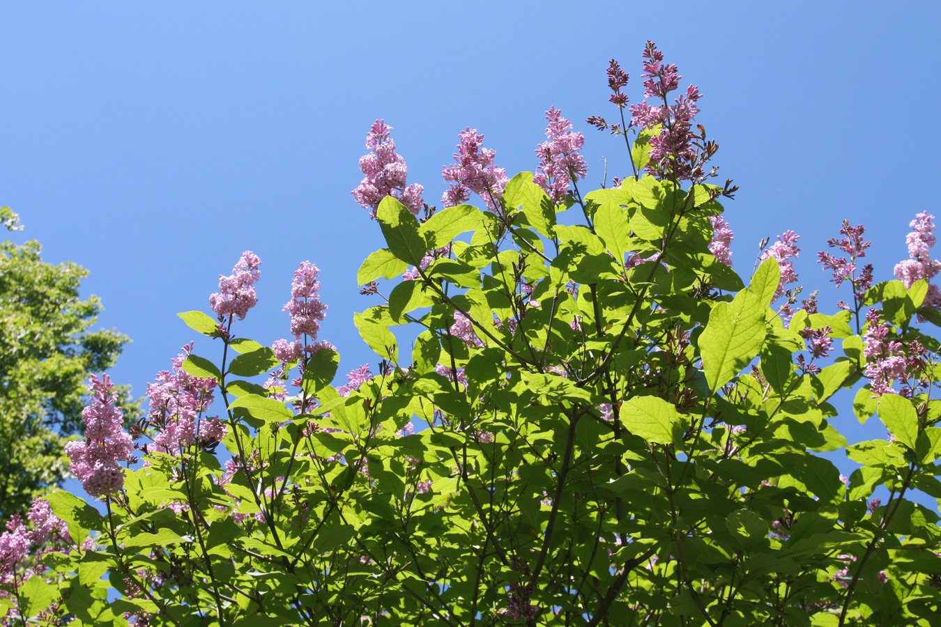 Изображение особи Syringa &times; henryi.