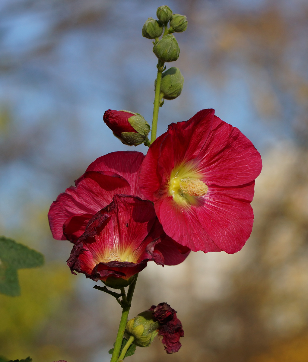 Image of Alcea rosea specimen.