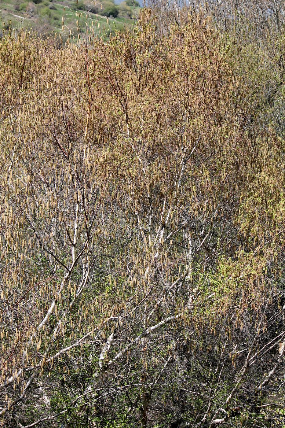 Изображение особи Betula turkestanica.