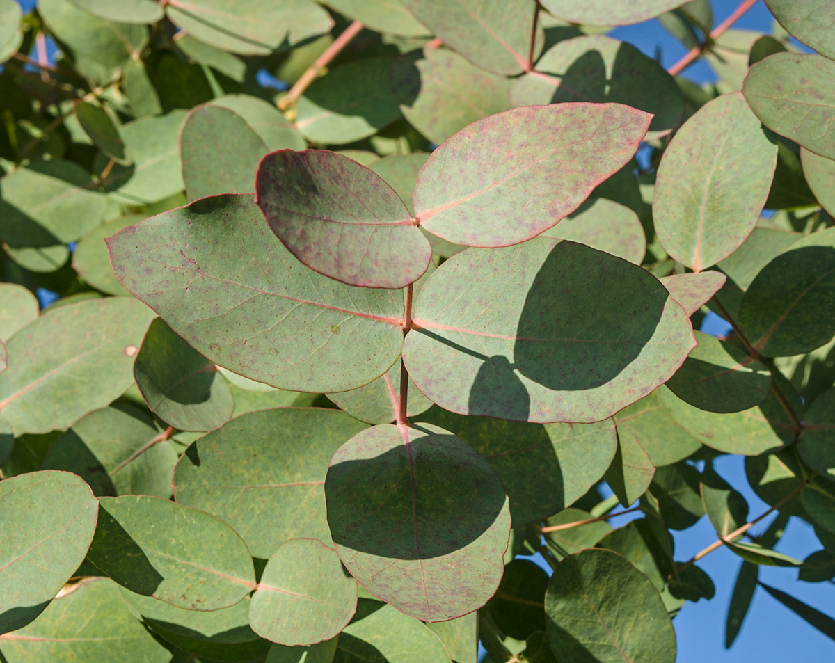 Изображение особи Eucalyptus caesia.