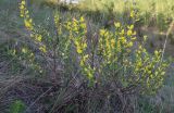 Chamaecytisus ruthenicus