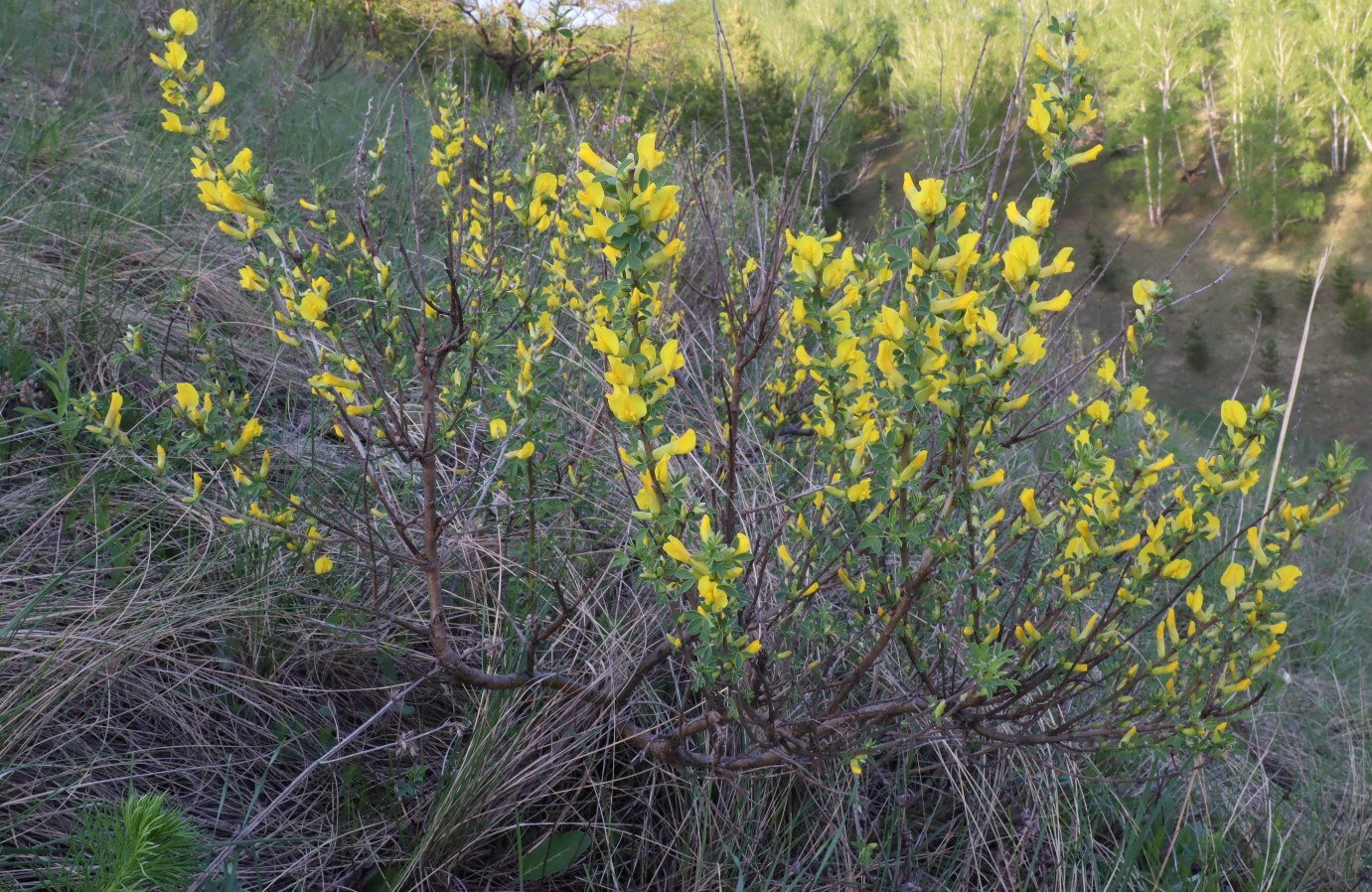 Image of Chamaecytisus ruthenicus specimen.