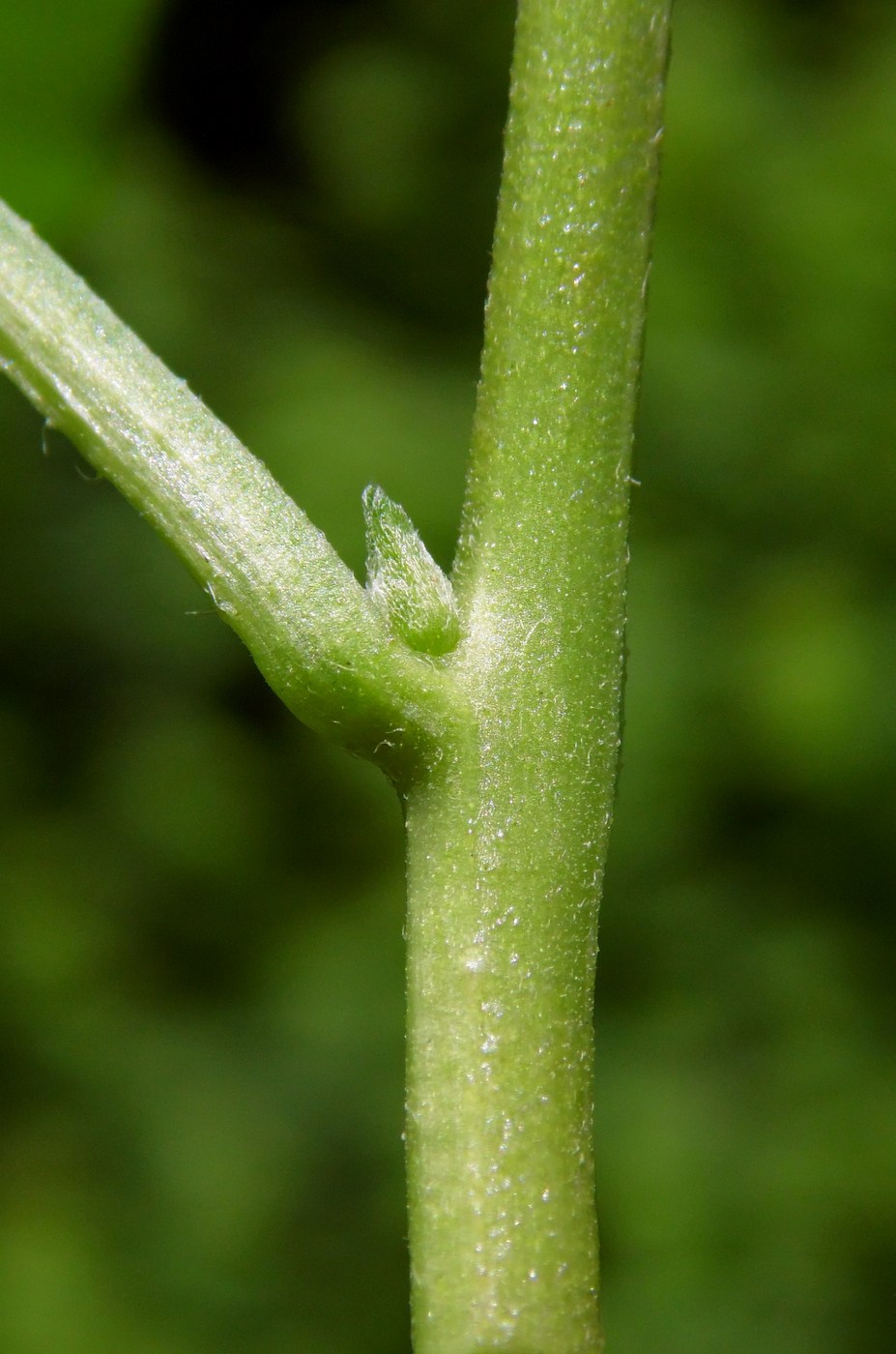 Изображение особи Solanum dulcamara.