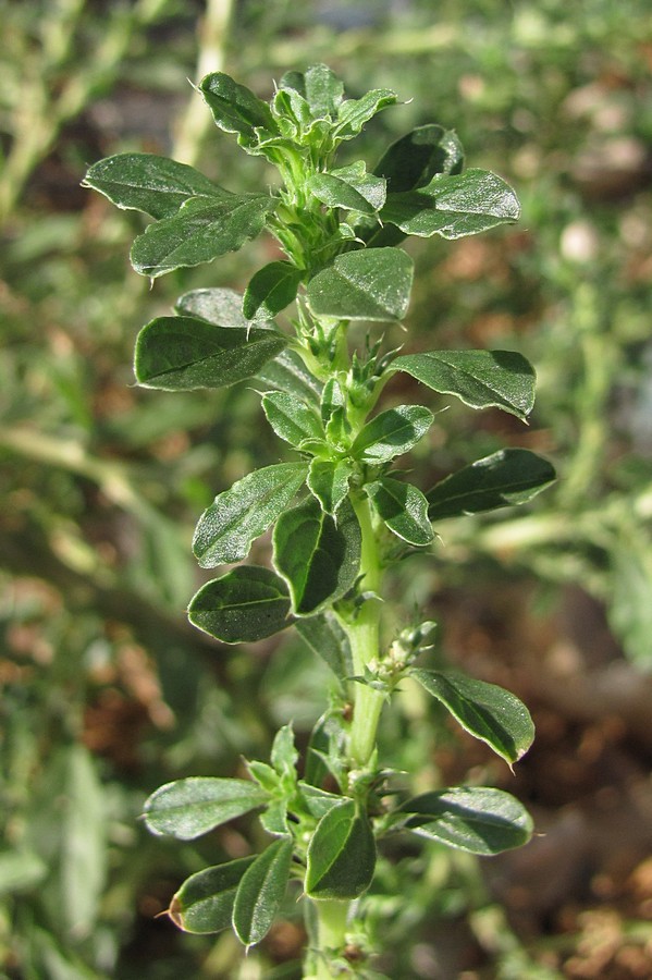 Image of Amaranthus albus specimen.