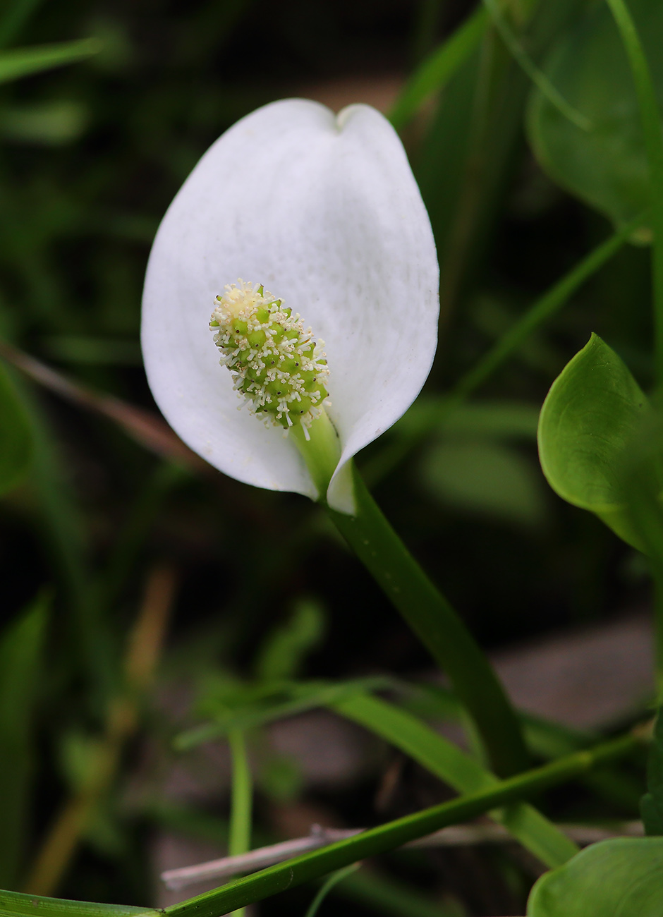 Image of Calla palustris specimen.