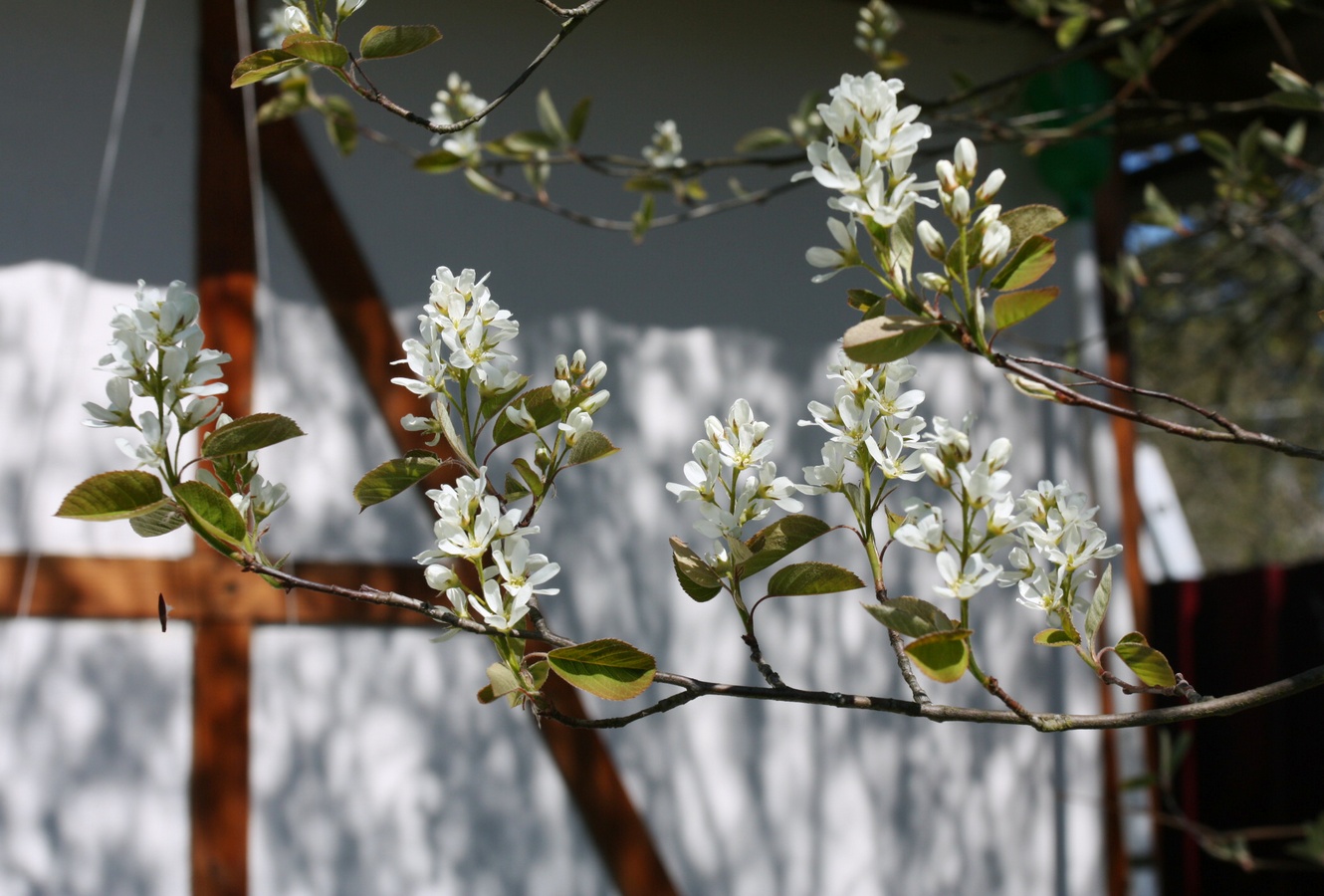 Изображение особи Amelanchier spicata.