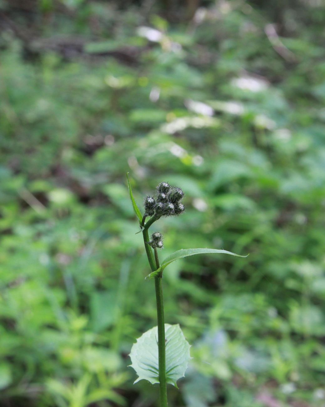 Image of Crepis paludosa specimen.